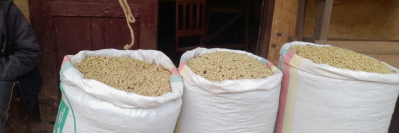 Drei Säcke voller grüner Kaffeebohnen