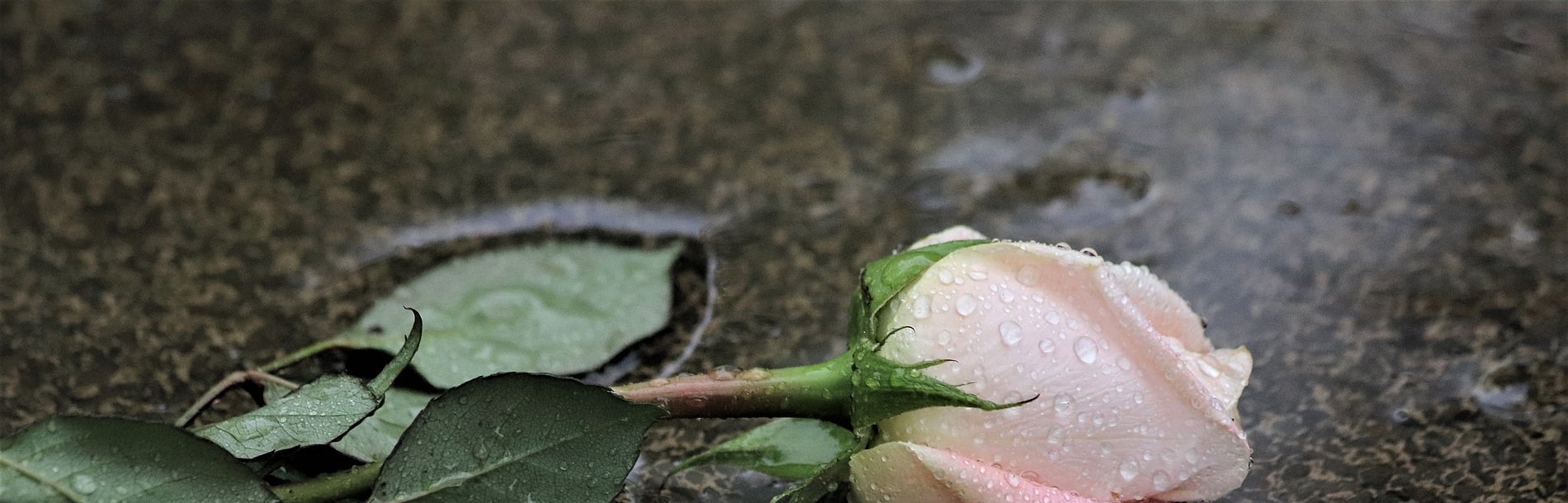 Eine rosafarbene Rose liegt in einer Pfütze auf dem Asphaltboden