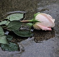 Eine rosafarbene Rose liegt in einer Pfütze auf dem Asphaltboden